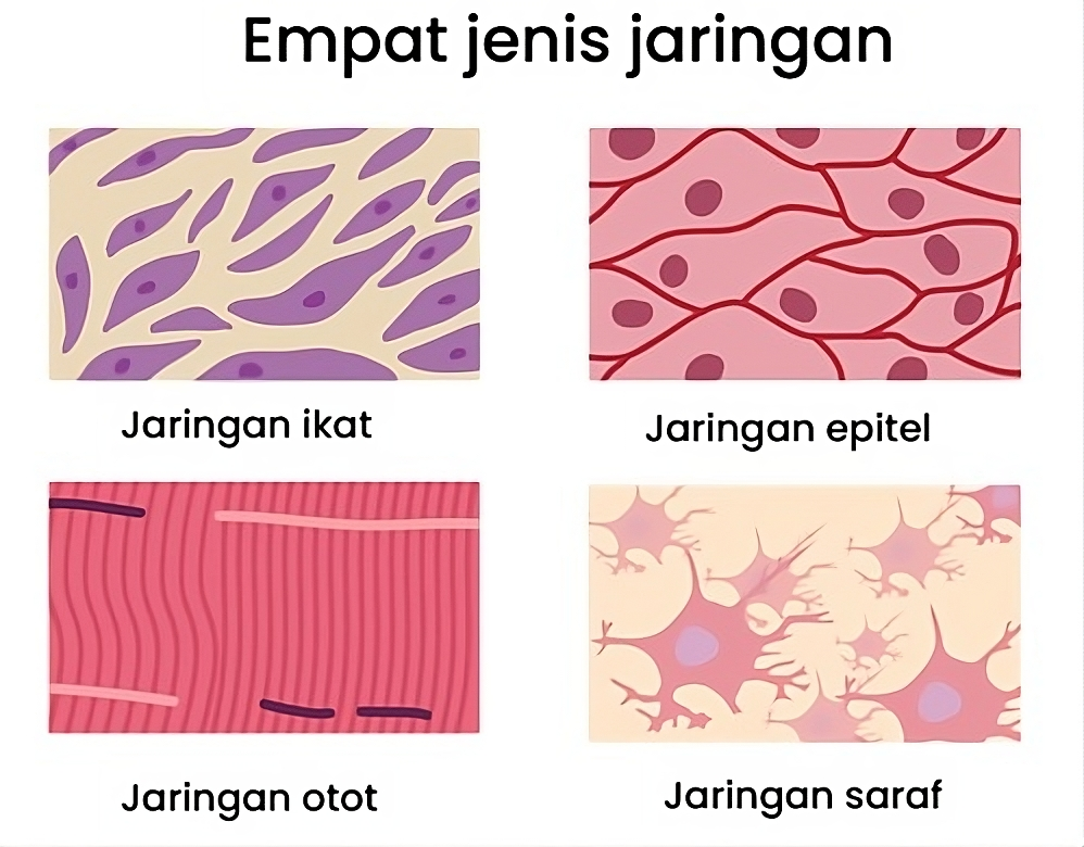This image has an empty alt attribute; its file name is 4-jenis-jaringan.png