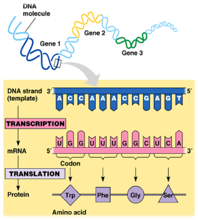 tahapan sintesis protein