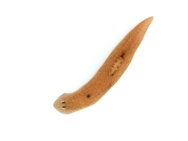 Platyhelminthes-cacing Planaria